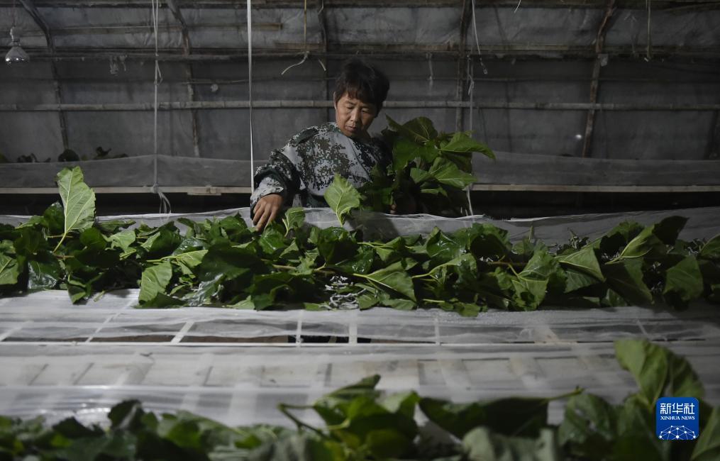 网上赌官网下载